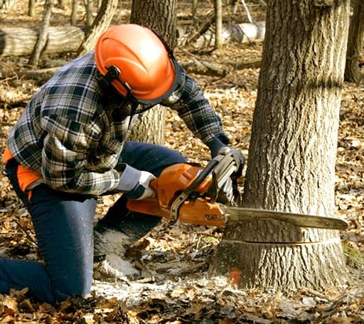 Tree Removal in Hollis Center, ME